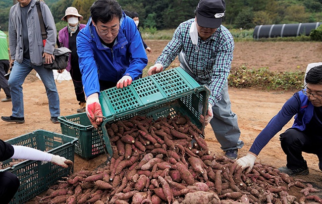 정명근 화성시장, 지역 사회단체와 사랑의 고구마 수확