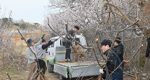 화성도시공사, 매향리 쿠니 사격장 옛터에 매화 향기 가득한 매화둘레길 조성