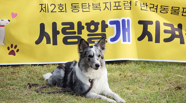 동탄복지포럼 ‘우리동네 반려가족 모여라’ 동물복지 포럼 개최